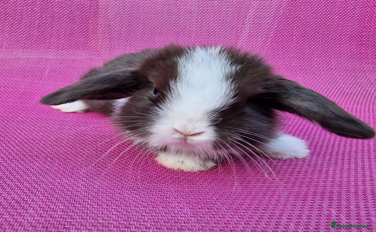 Mini Lop rabbits - Advert 13