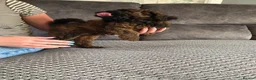 Cockapoo dogs for sale: Sable Girl F1b cockapoo Puppies (1 Left) - Advert 2