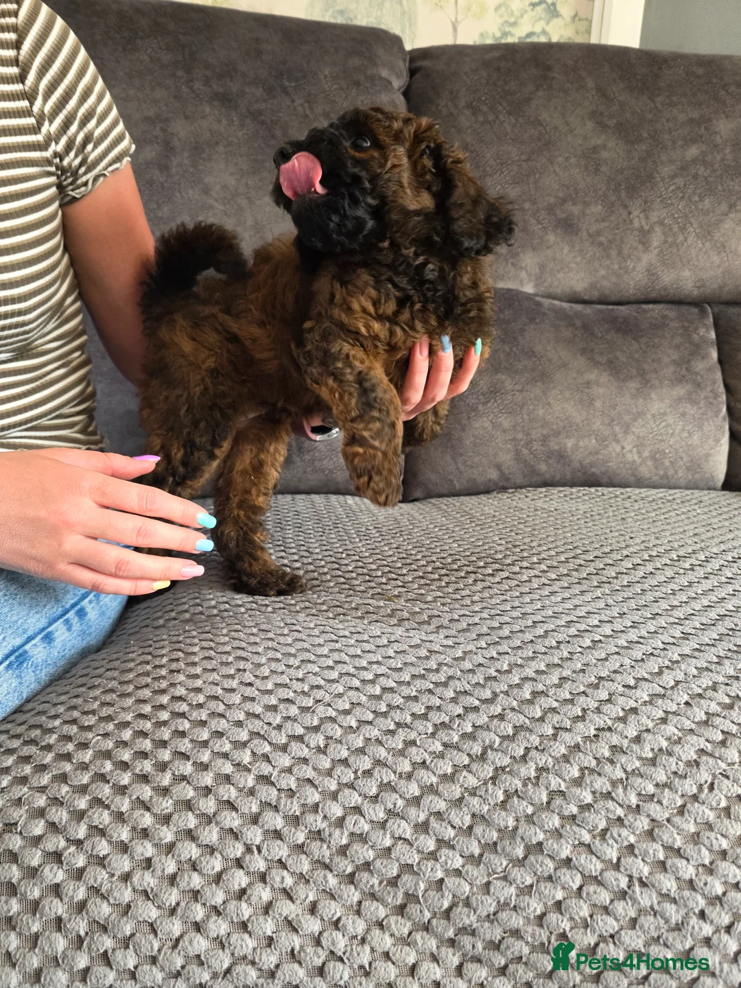 Cockapoo dogs for sale: Sable Girl F1b cockapoo Puppies (1 Left) - Advert 2