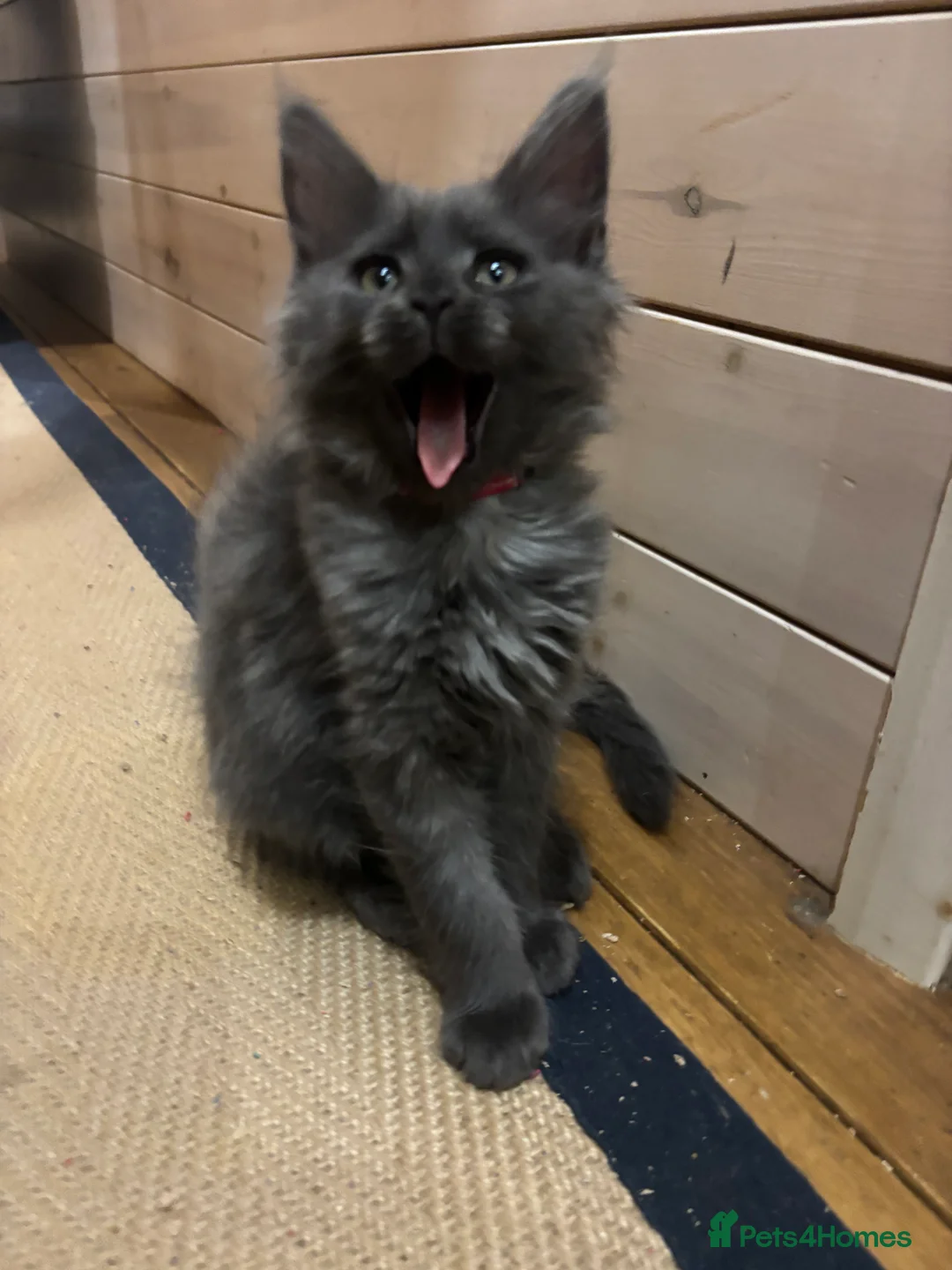 Maine Coon cats for sale: Last kitten - FiFe Maine Coons (ready Jan 21st) - Advert 20