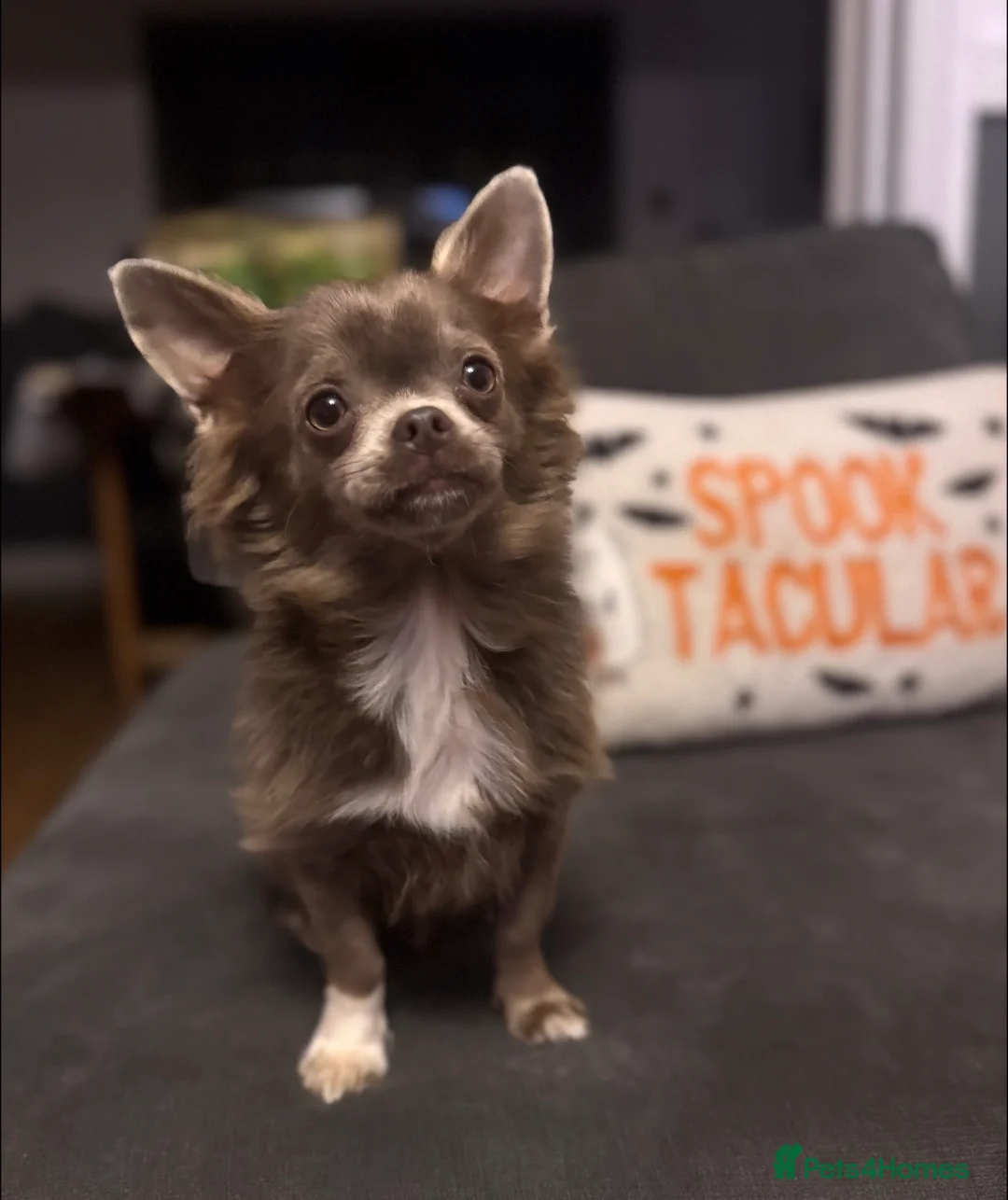 Chihuahua dogs for sale: KC solid lilac Chihuahua boy - 12 months old.  - Advert 1