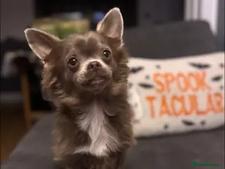 Chihuahua dogs KC solid lilac Chihuahua boy - 12 months old. - Advert 3