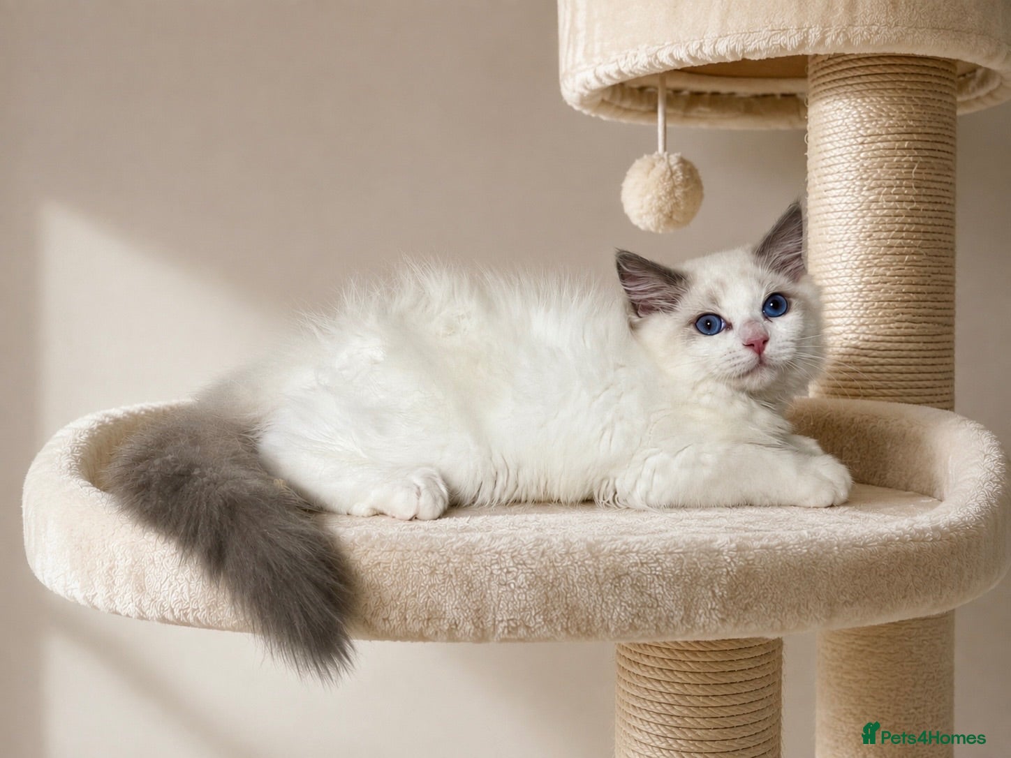 Ragdoll cats Last three ragdoll kittens! Don’t miss out! - Advert 11