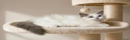 Ragdoll cats for sale: Last three ragdoll kittens! Don’t miss out! - Advert 1