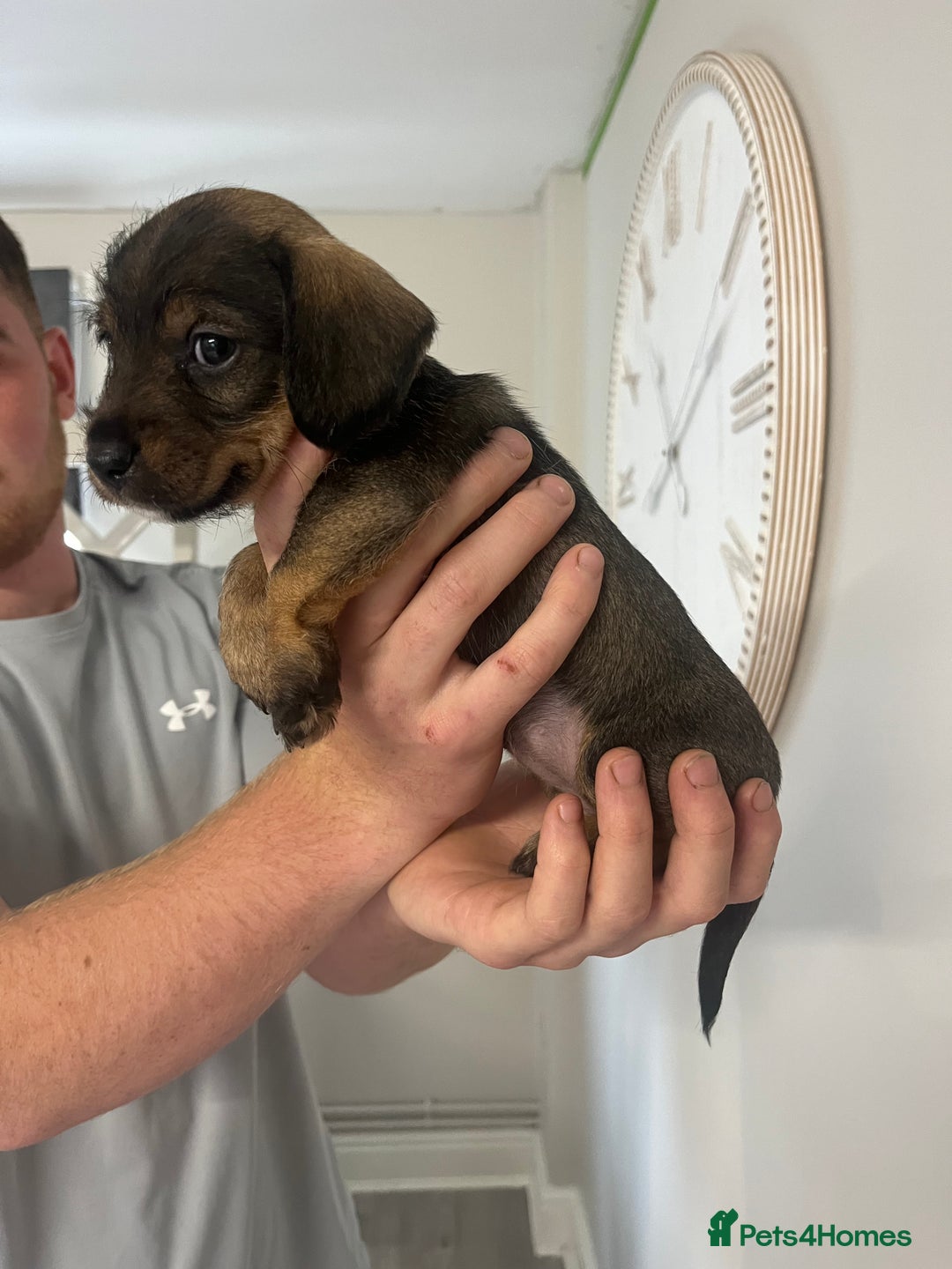 Mixed Breed dogs for sale: 8 beautiful dashaund X Jack Russel puppies  - Image 18