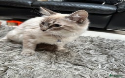 Ragdoll cats for sale: Ragdoll Lynx Blue point male - Image 18