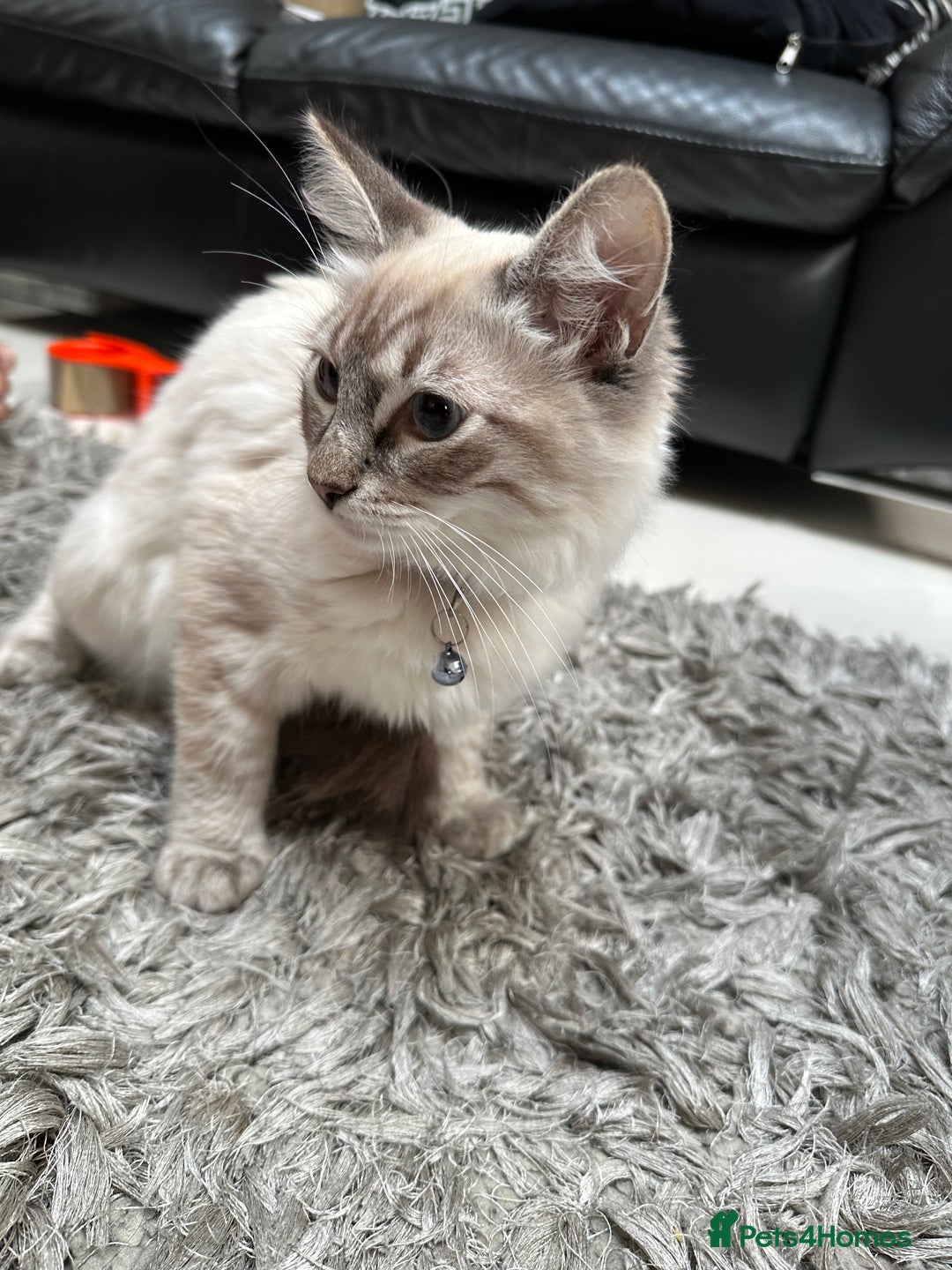 Ragdoll cats for sale: Ragdoll Lynx Blue point male - Image 18