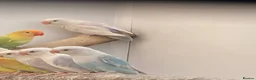 Lovebirds birds for sale: Lovebirds pale fallows - Advert 5