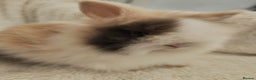 Lionhead rabbits for sale: Double mane lionhead rabbits - Advert 8