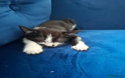 Mixed Breed cats for sale: Bella - Image 4