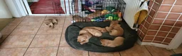 Labrador Retriever dogs for sale: Red fox Labradors  in Whitley Bay - Advert 14
