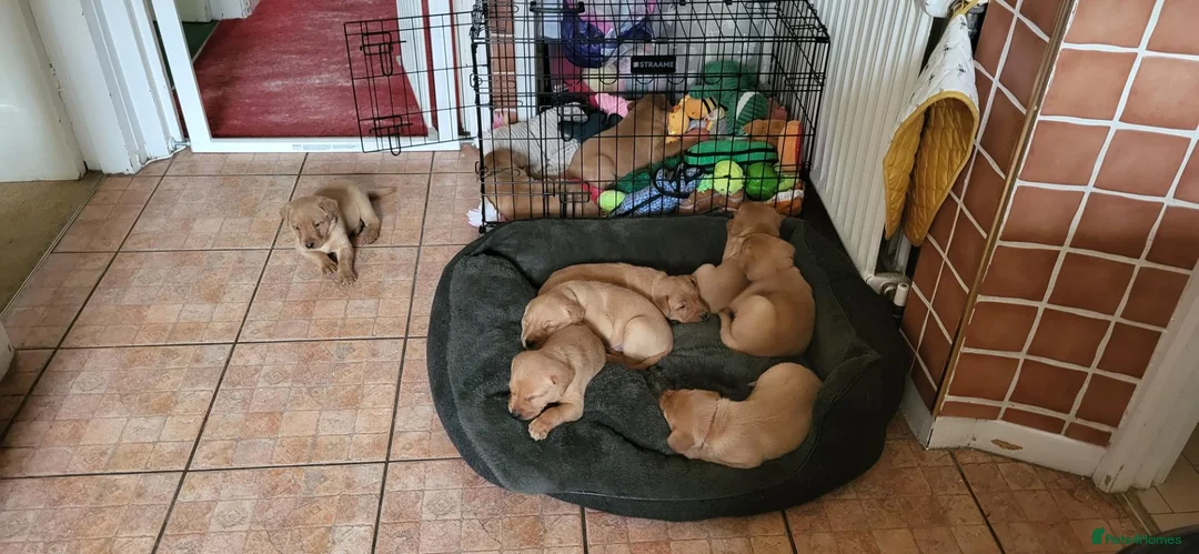 Labrador Retriever dogs for sale: Red fox Labradors  in Whitley Bay - Advert 14