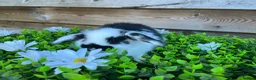 Mini Lop rabbits for sale: Gorgeous pure Mini lops  - Advert 12