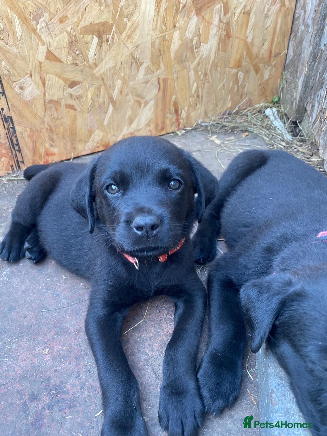 Mixed Breed dogs for sale: Rottweiler/cane corso puppies - Image 1
