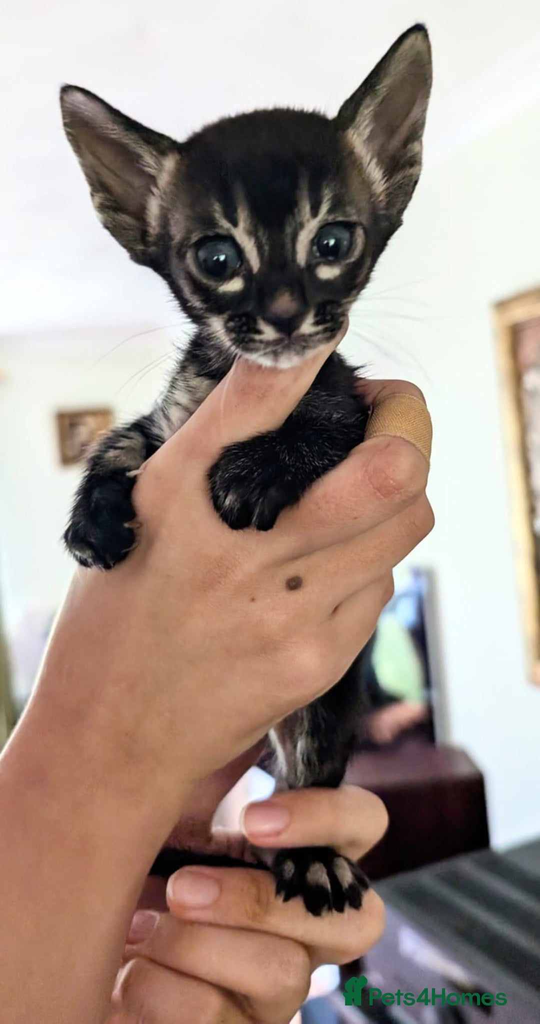Oriental cats for sale: Havana Brown and Snow Lynx Bengal Cross kittens - Image 4