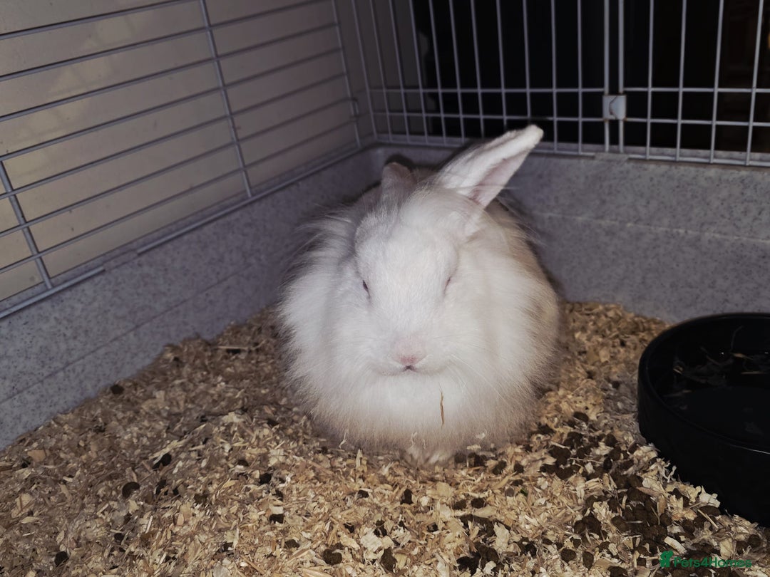 Lionhead rabbits for sale: Lionhead forsale - Advert 7