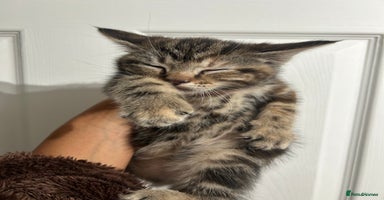 Mixed Breed cats - Advert 5