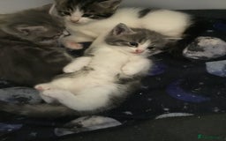 Mixed Breed cats for sale: Fluffy kitties - Image 1