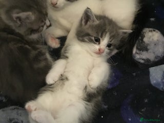 Mixed Breed cats - Advert 24