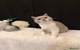 British Shorthair cats for sale: FULL PEDIGREE, REGISTERED BSH - Image 8