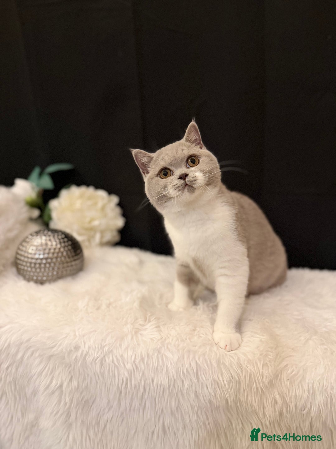 British Shorthair cats for sale: FULL PEDIGREE, REGISTERED BSH - Image 8