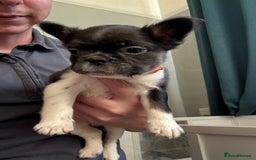 French Bulldog dogs for sale: Fluffy French Bulldogs 4 boys left  - Image 24