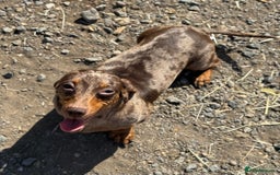 Miniature Dachshund dogs for sale: Miniature dachshund puppy’s ❤️ - Image 3