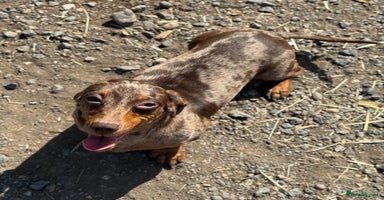 Miniature Dachshund dogs - Advert 2