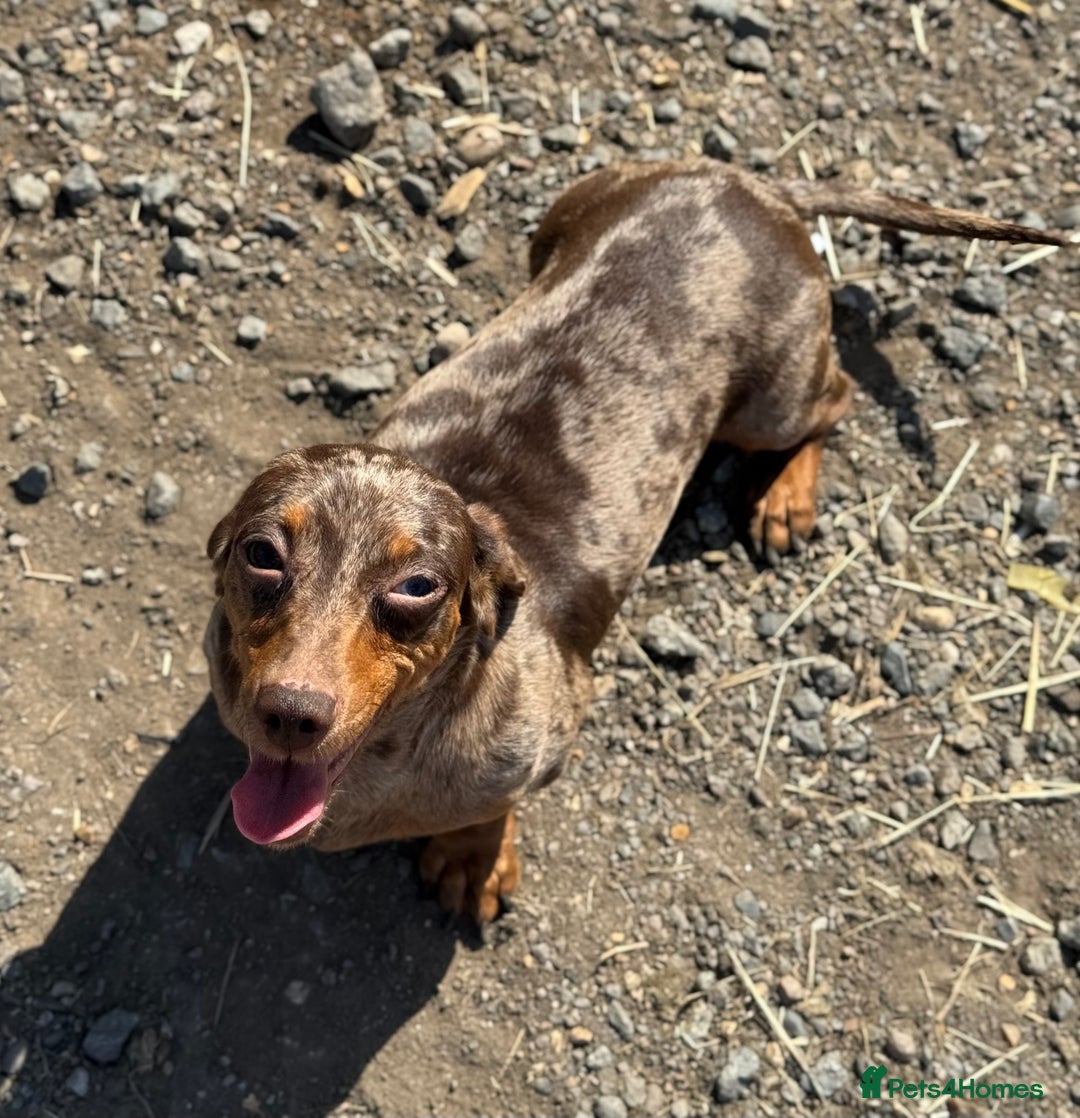 Miniature Dachshund dogs for sale: Miniature dachshund puppy’s ❤️ - Image 3