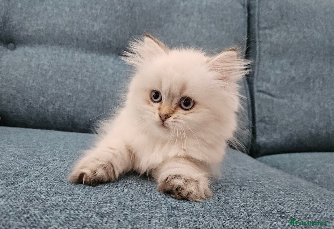Scottish Fold cats for sale: Excellent Scottish fold kittens  - Image 4