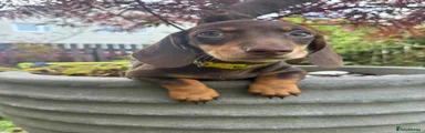 Dachshund 3