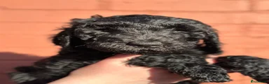 Goldendoodle Puppy 9 black girl