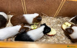 Guinea Pig rodents for sale: Bonded boars/boys - Image 20