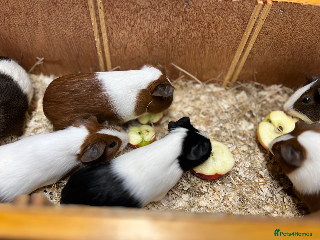 Guinea Pig rodents for sale: Bonded boars/boys - Image 20