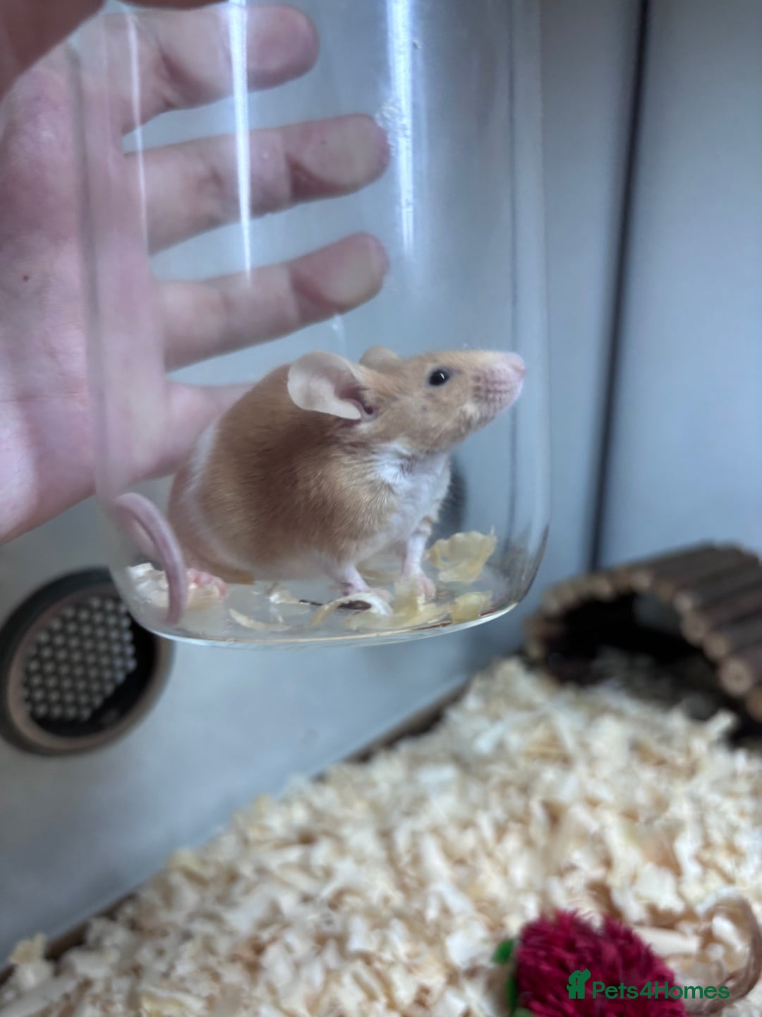Mouse rodents for sale: Pet fancy mice waiting list 2 litters due  - Image 7