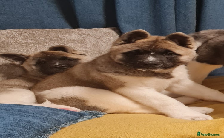 Akita dogs - Advert 5