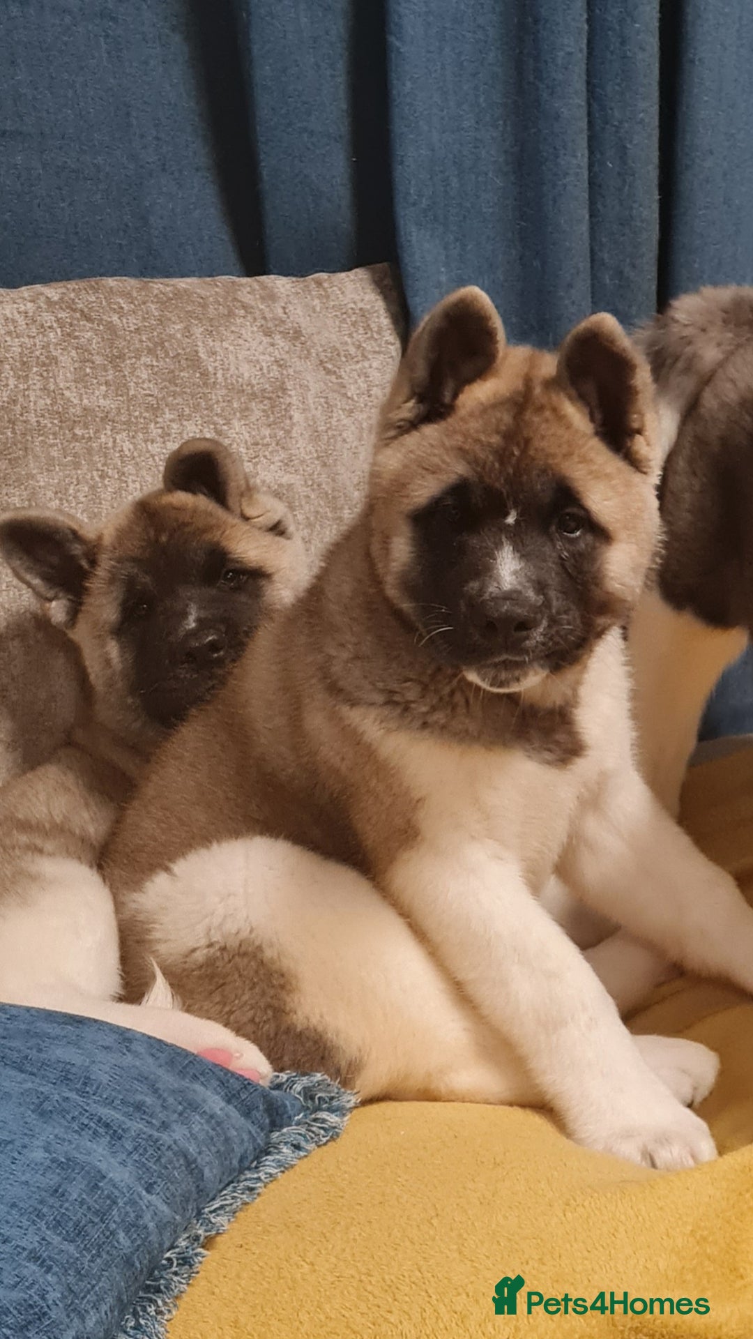 Akita dogs for sale: KC registered Akita puppies - Image 3