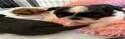 Shih Tzu dogs for sale: Shih Tzu puppies available - Advert 12