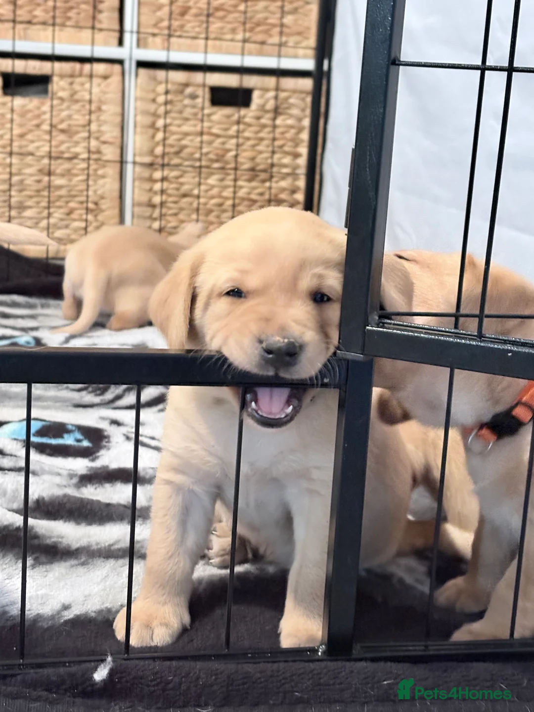 Labrador Retriever dogs for sale: Beautiful Labrador Pup - Advert 13