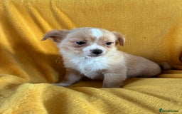 Chihuahua dogs for sale: Beautiful Chihuahua Puppies For Sale - Advert 6