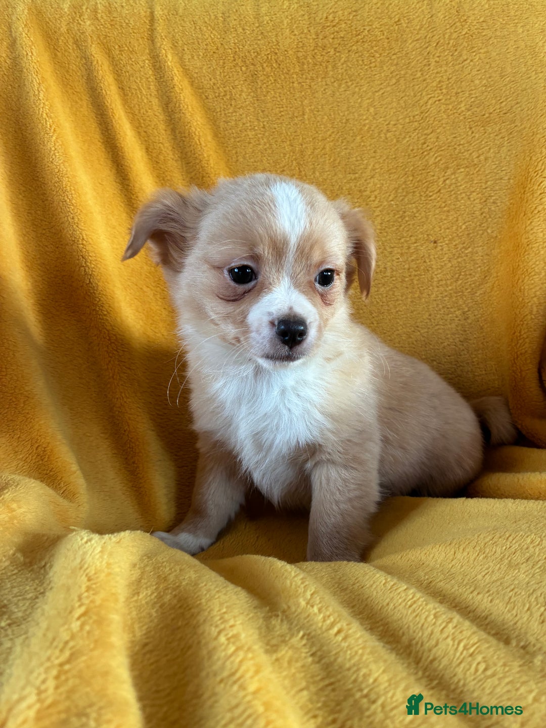 Chihuahua dogs for sale: Beautiful Chihuahua Puppies For Sale - Advert 6