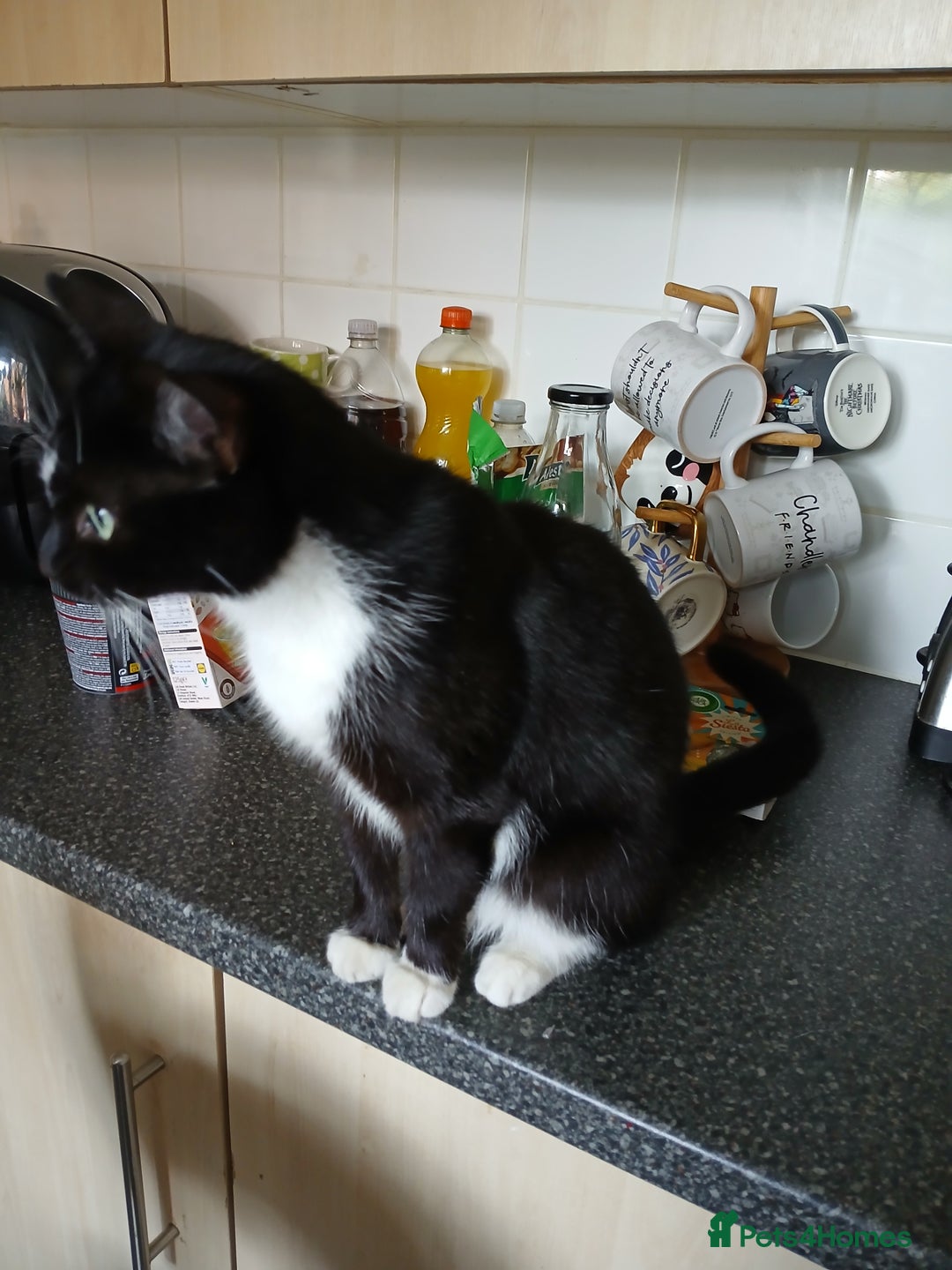 Mixed Breed cats for sale: 18 week old female kittens  - Image 1