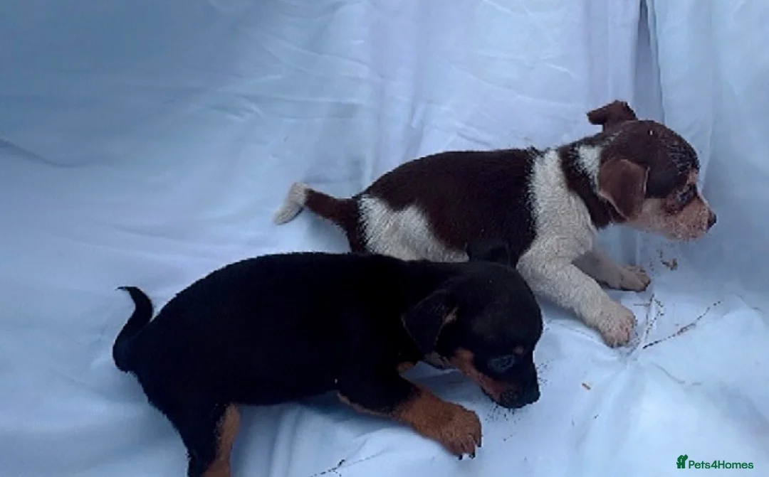 Jack Russell dogs for sale: Jack Russell pups  - Advert 5