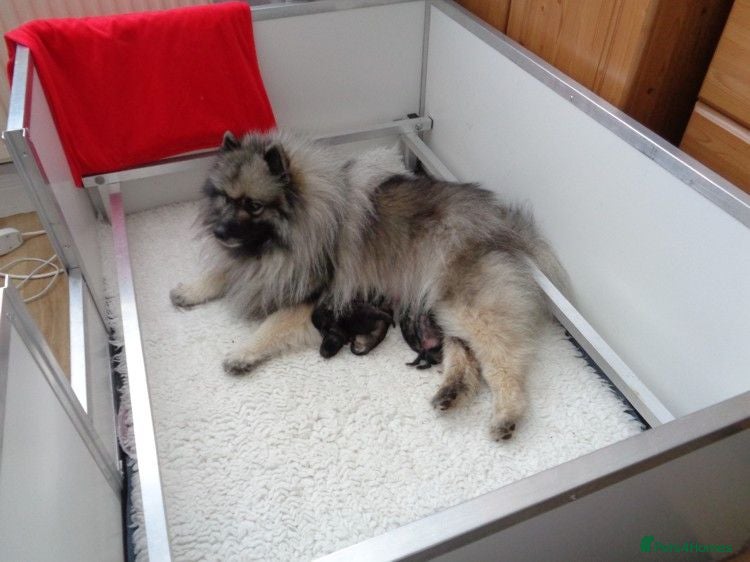 Keeshond dogs Keeshond Puppies - Advert 8