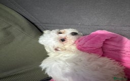 Maltese dogs for sale: Bella the Bichon Maltese🩷 - Image 6