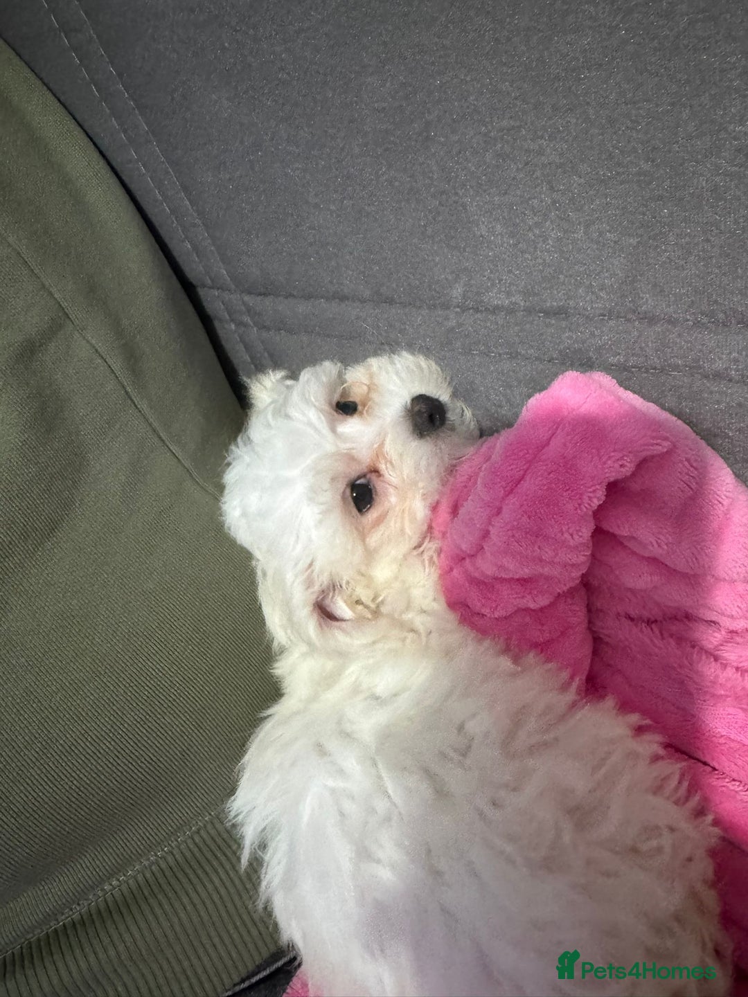 Maltese dogs for sale: Bella the Bichon Maltese🩷 - Image 6
