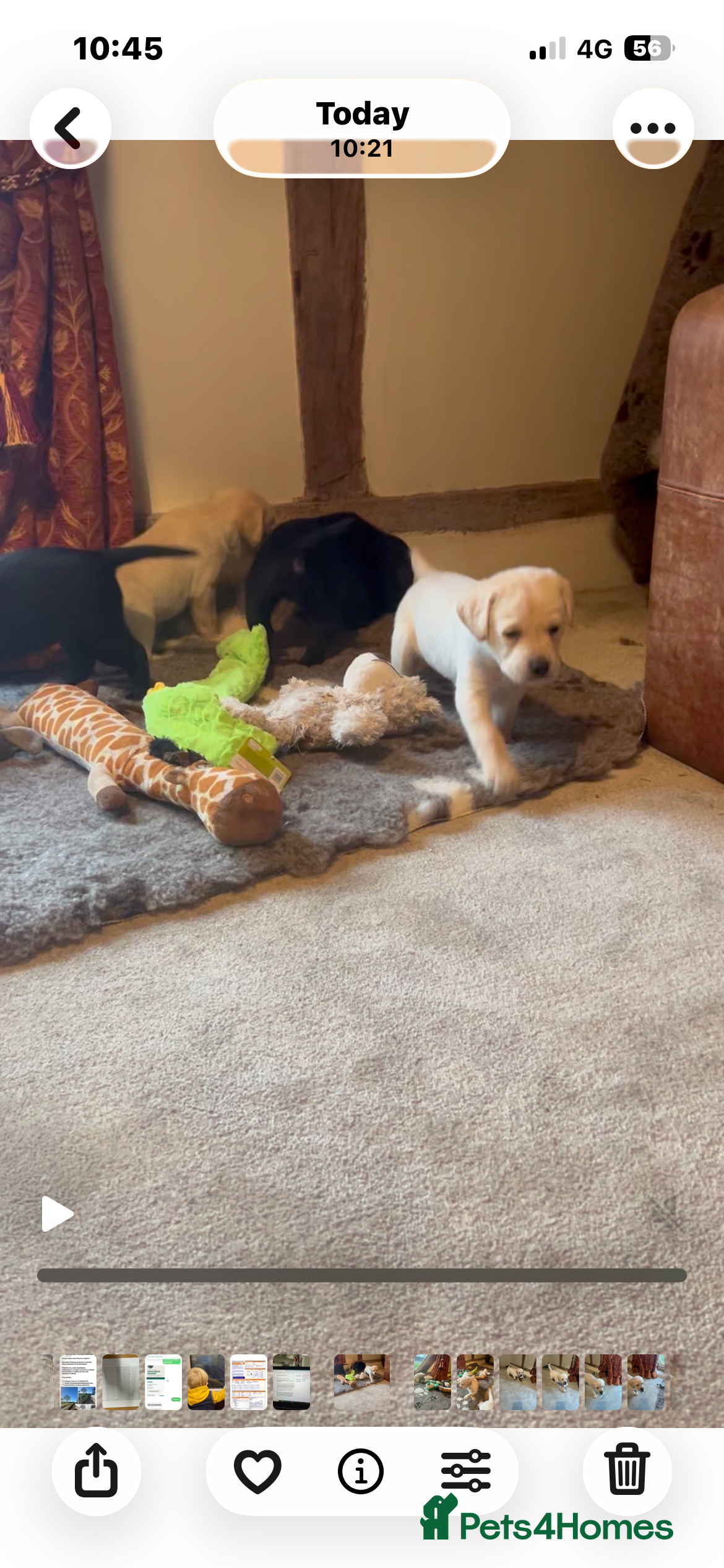 Labrador Retriever dogs Stunning kc reg Labrador puppies  - Advert 4