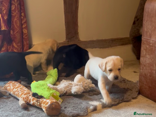 Labrador Retriever dogs Stunning kc reg Labrador puppies - Advert 4