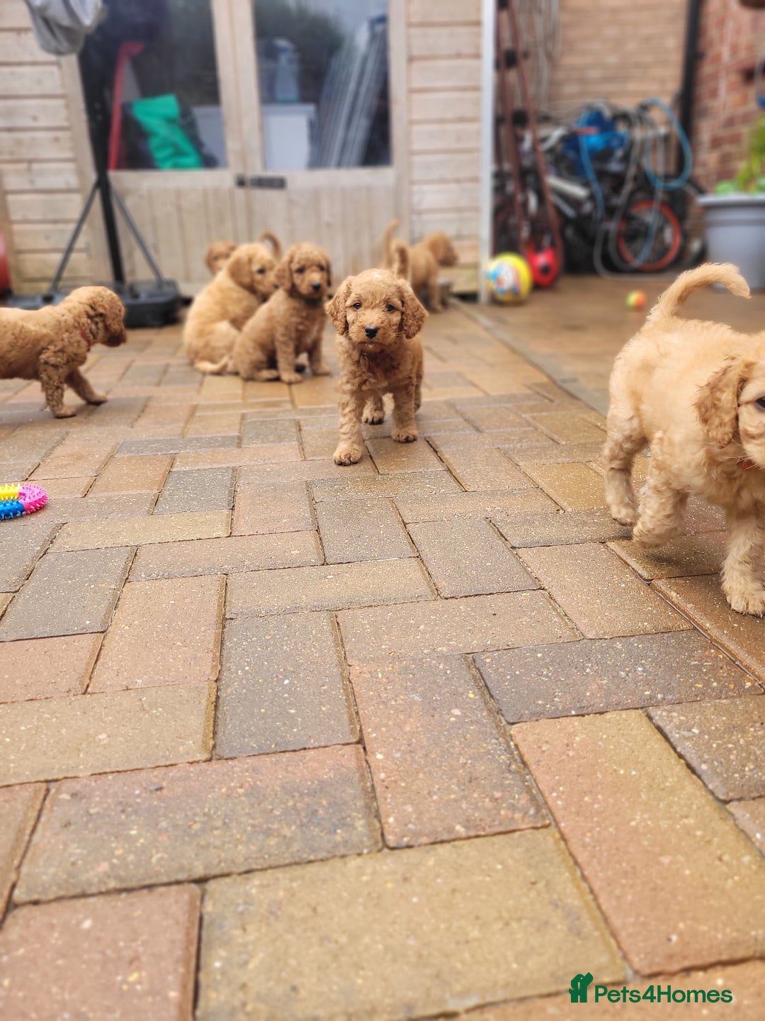 Labradoodle dogs for sale:  Apricot Doodle labradoodles - Image 38