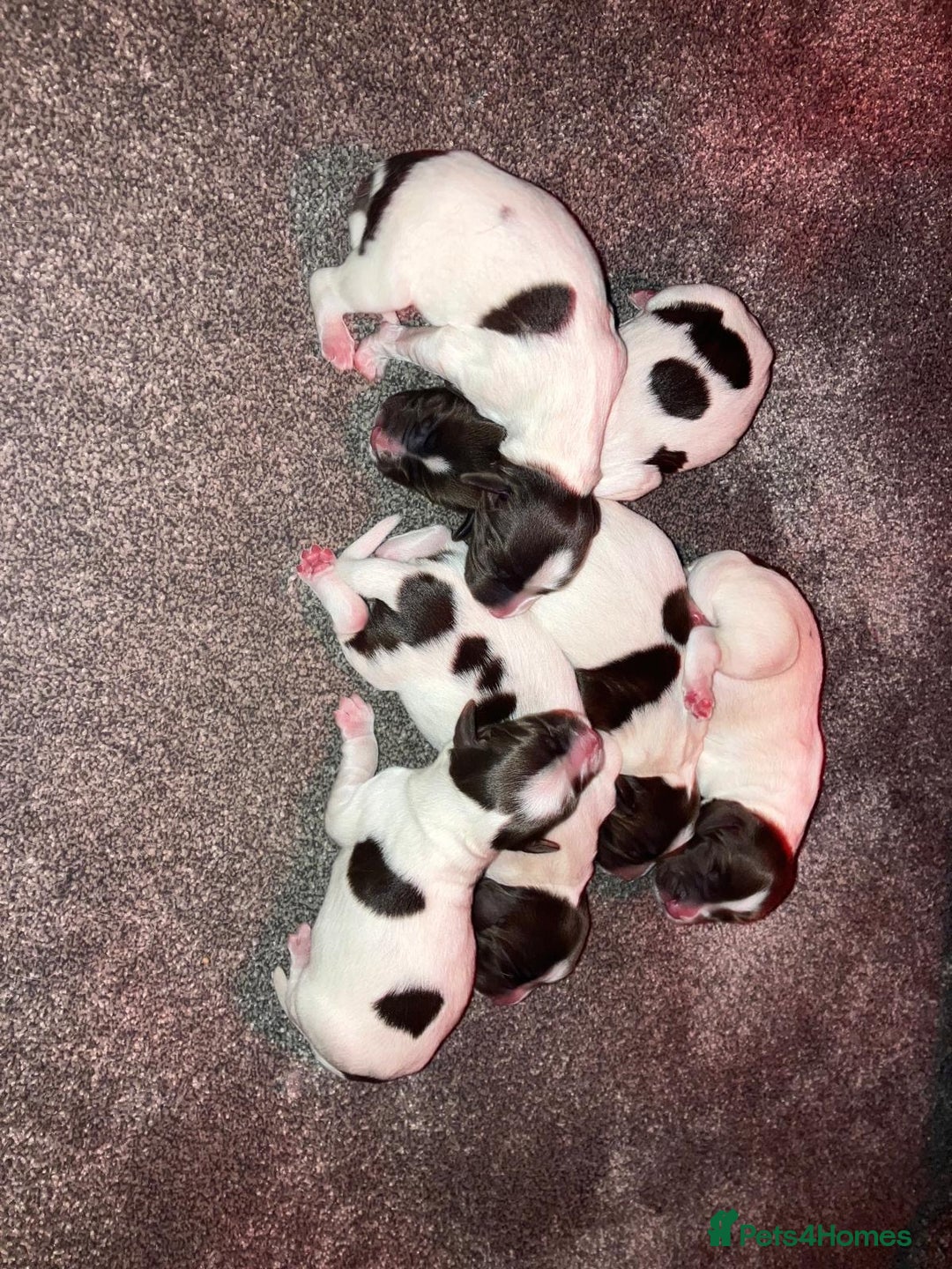 English Springer Spaniel dogs for sale: KC English Springer Spaniel Pups - Advert 9